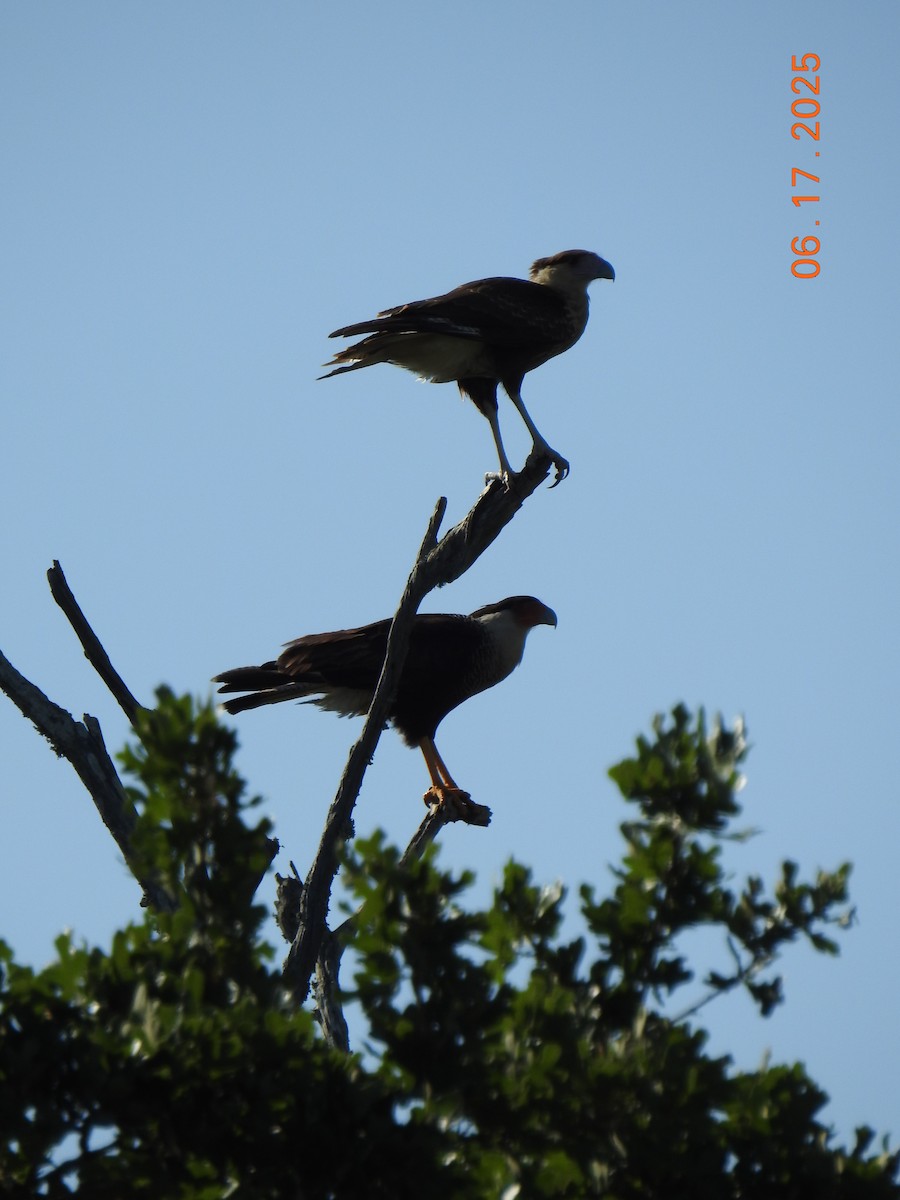Crested Caracara - ML637702584