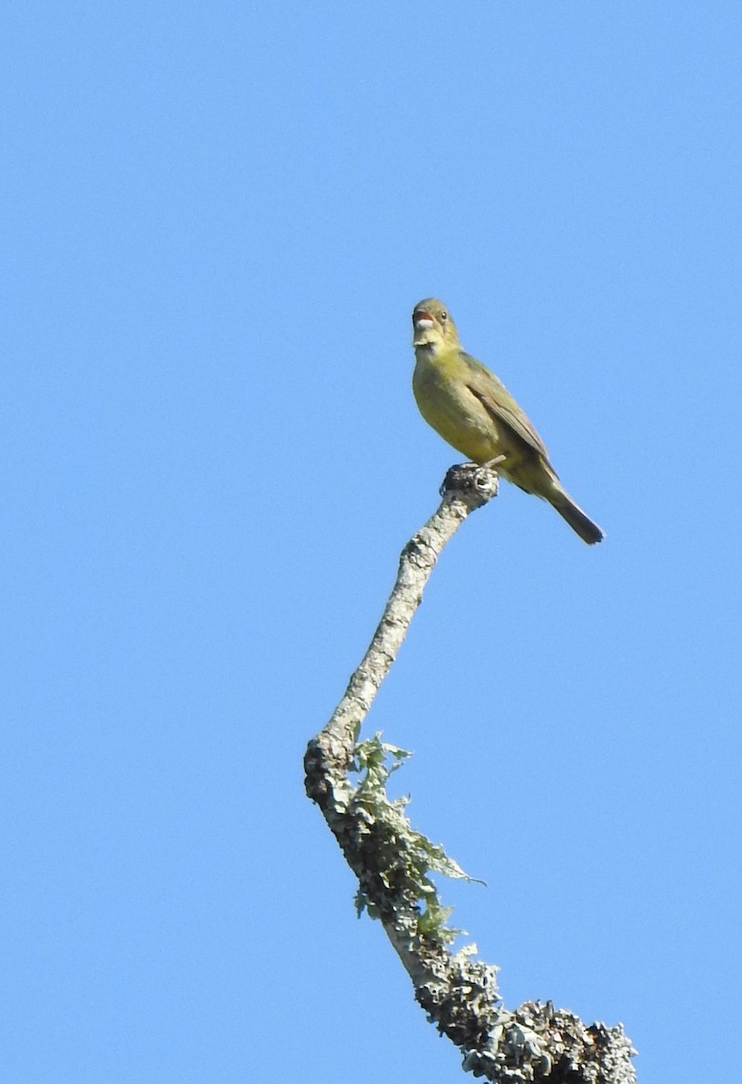 Painted Bunting - ML637702610