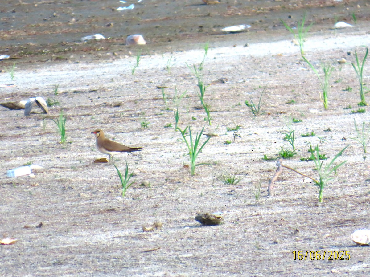 Collared Pratincole - ML637702618