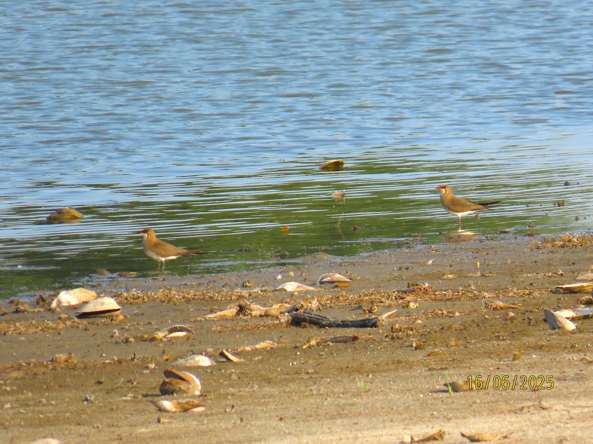 Collared Pratincole - ML637702619