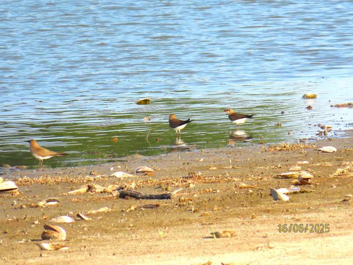 Collared Pratincole - ML637702620