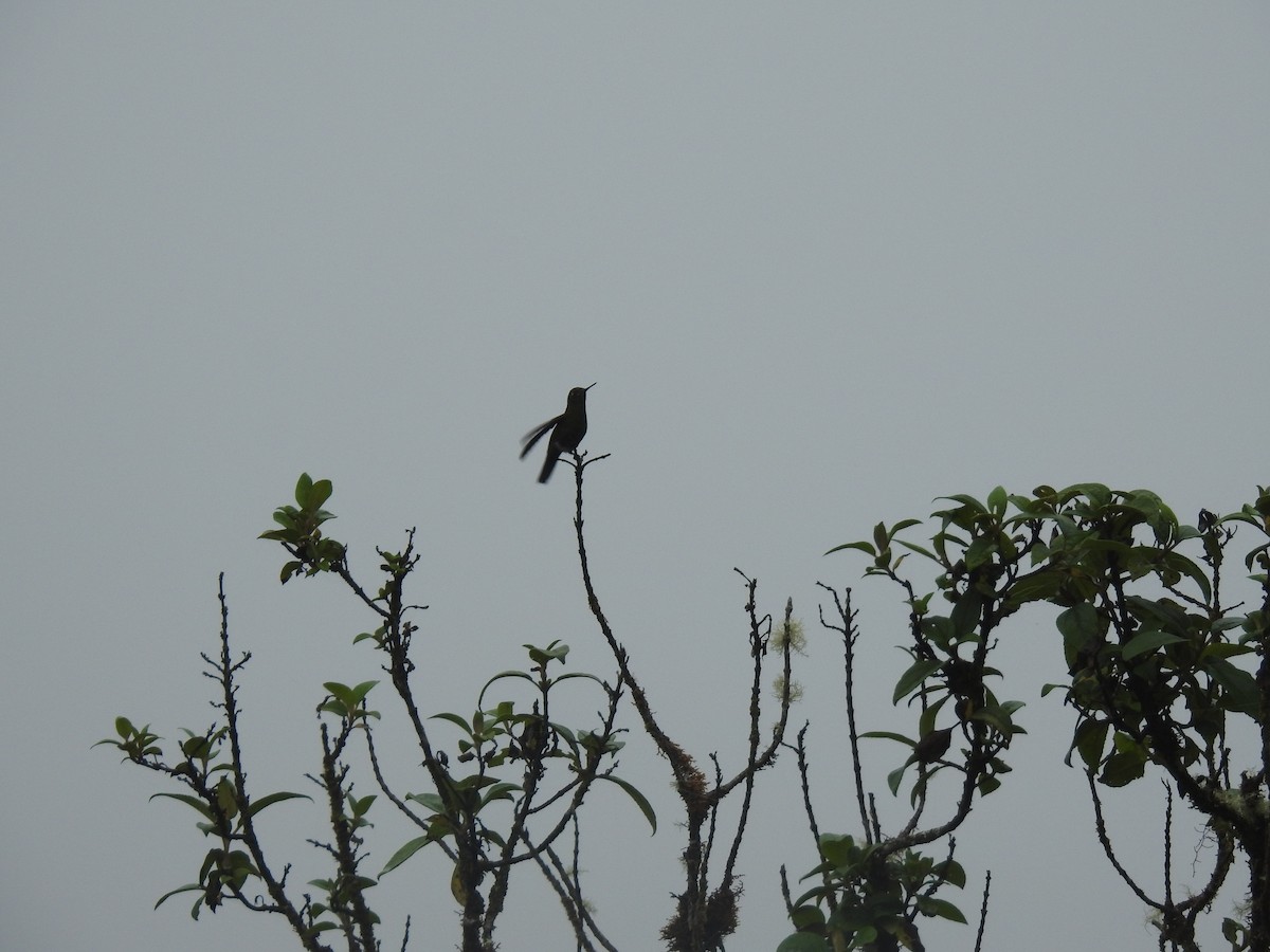 Viridian Metaltail - ML637702654
