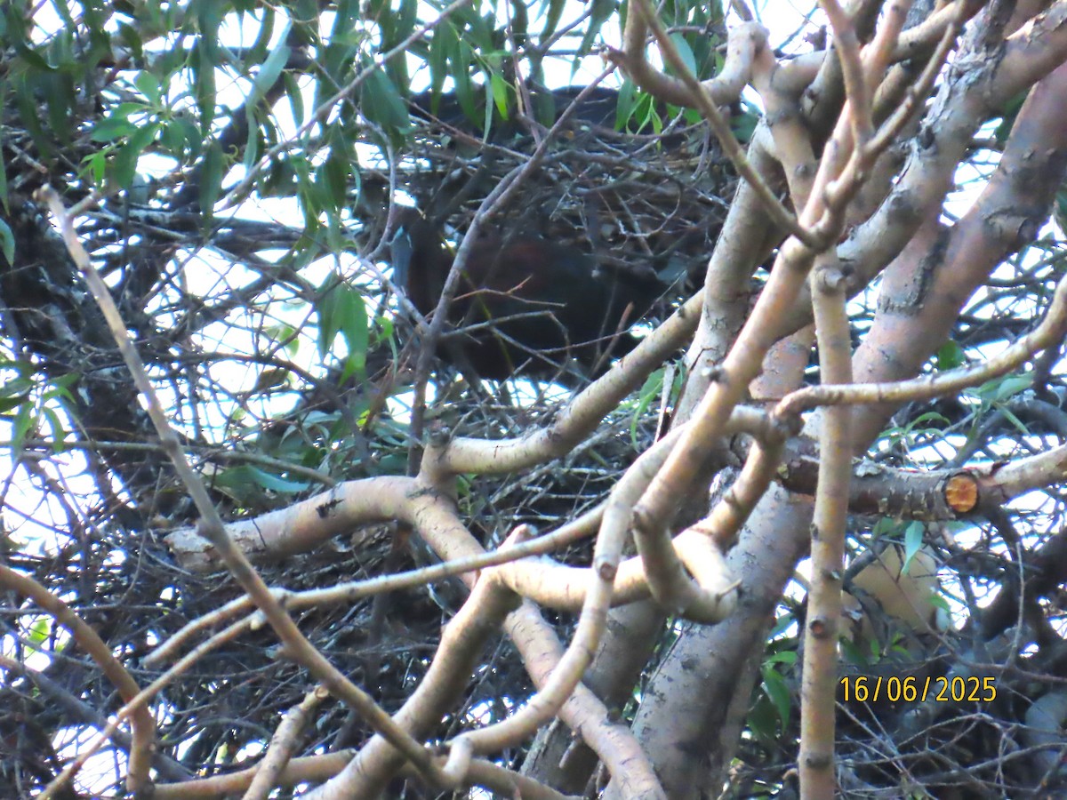 Glossy Ibis - ML637702660
