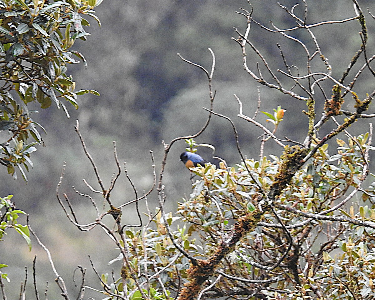 Blue-backed Conebill - ML637702740