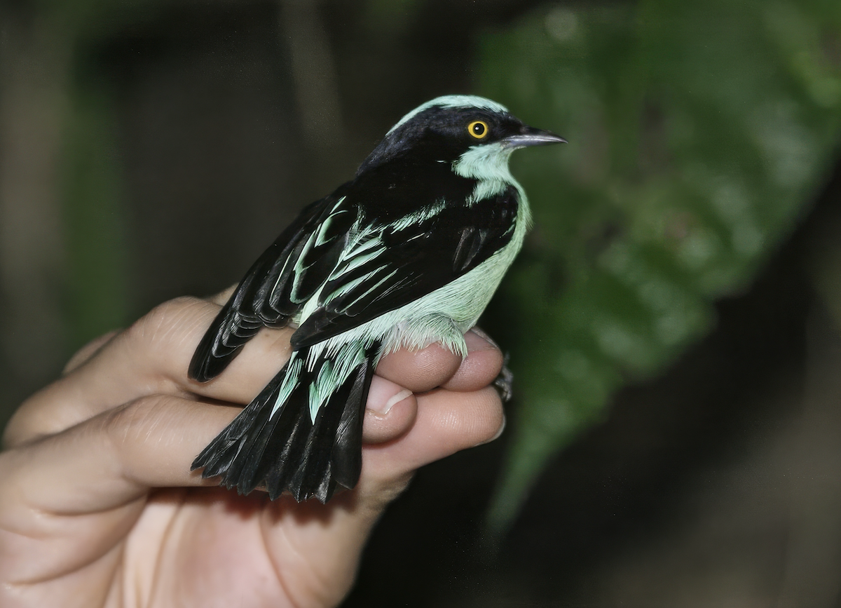 Dacnis Carinegro (lineata) - ML637702744