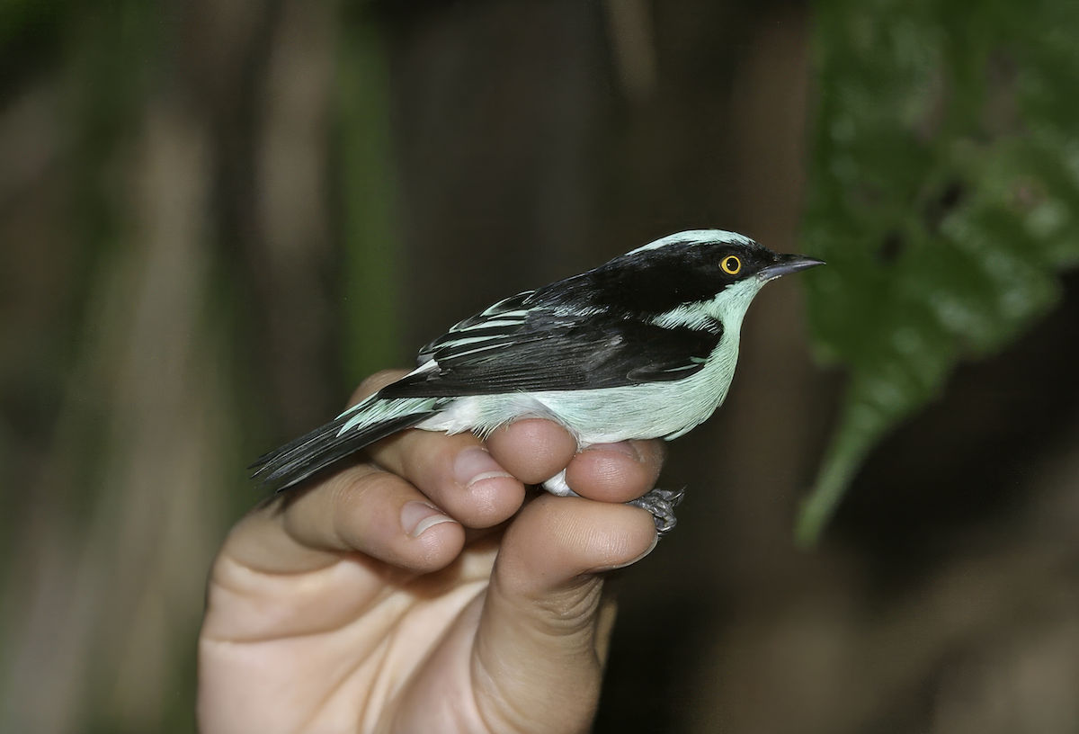 Dacnis Carinegro (lineata) - ML637702745