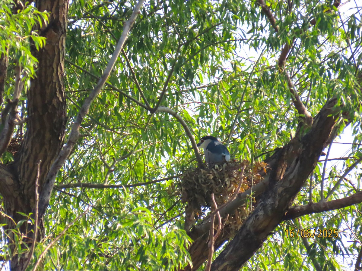 Black-crowned Night Heron - ML637702770