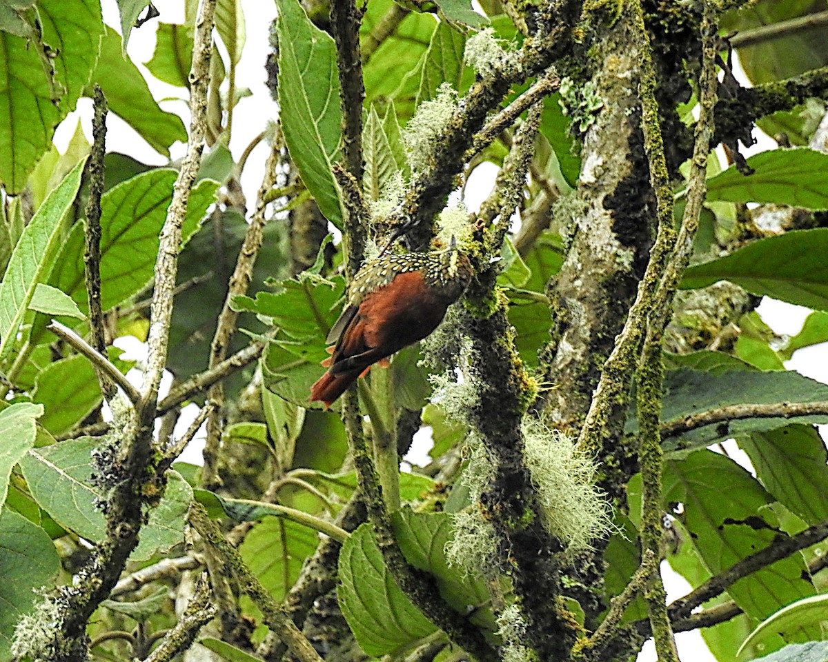 Pearled Treerunner - ML637702780