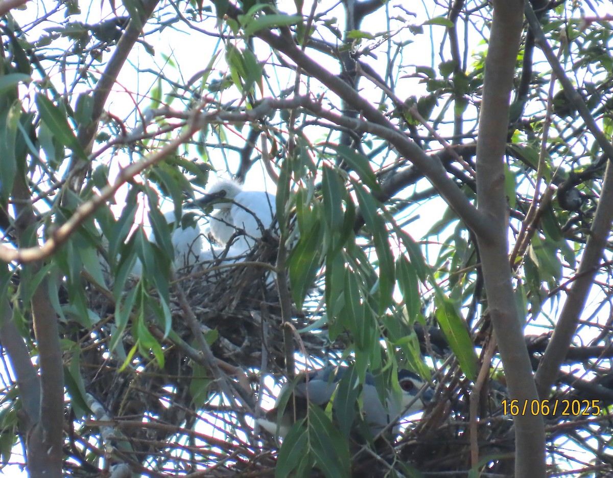 Little Egret - ML637702781