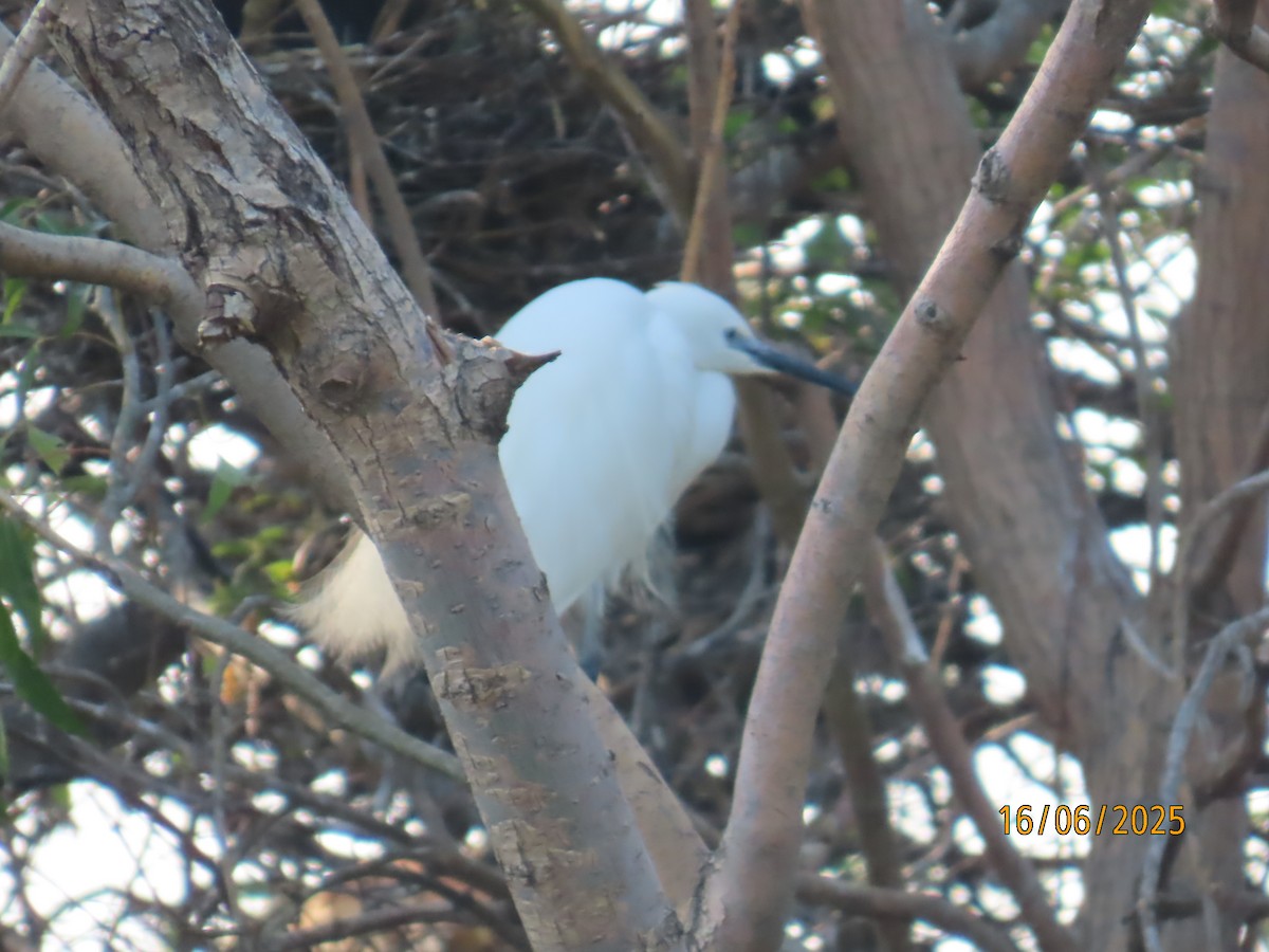 Little Egret - ML637702782