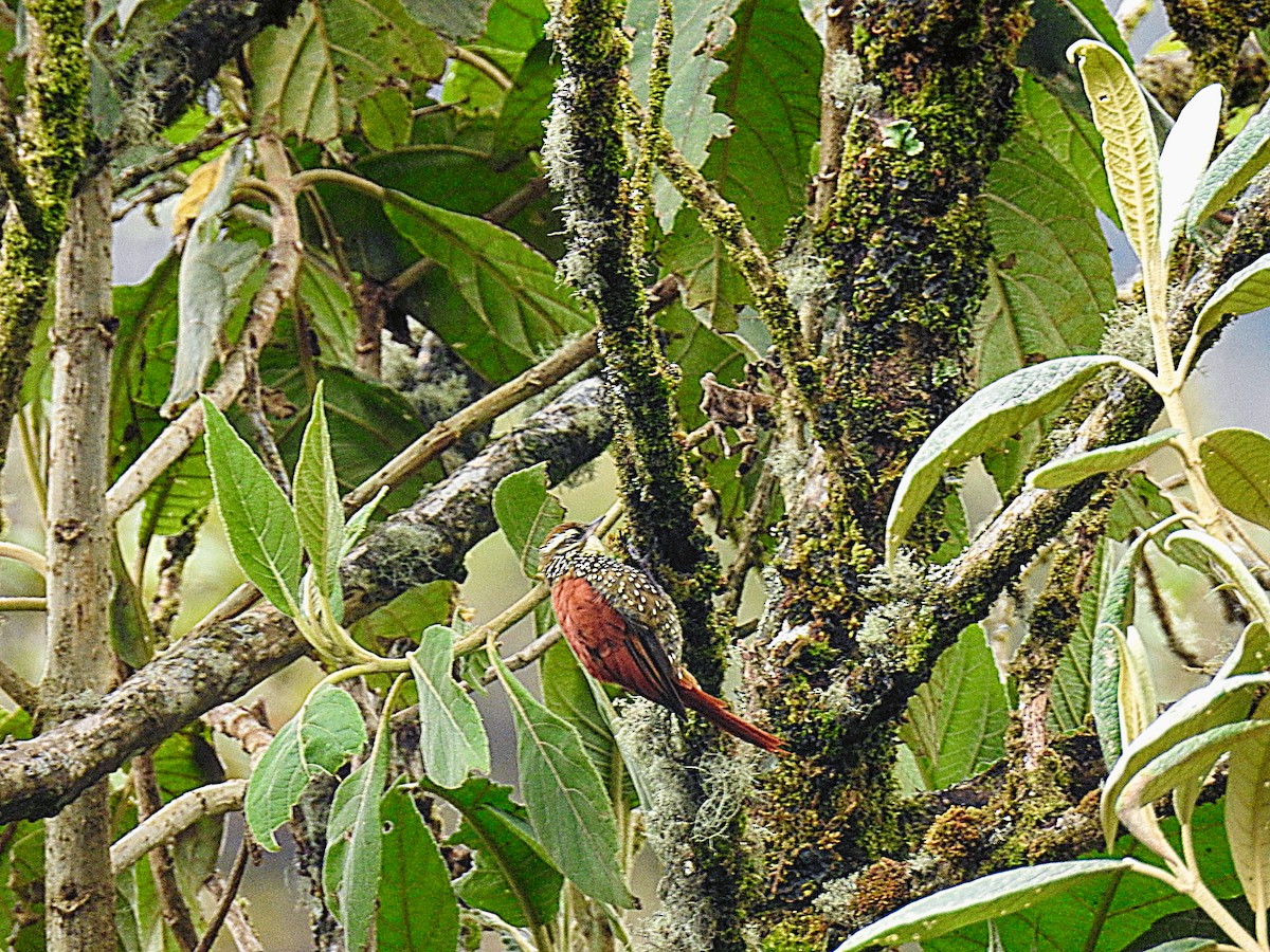 Pearled Treerunner - ML637702783