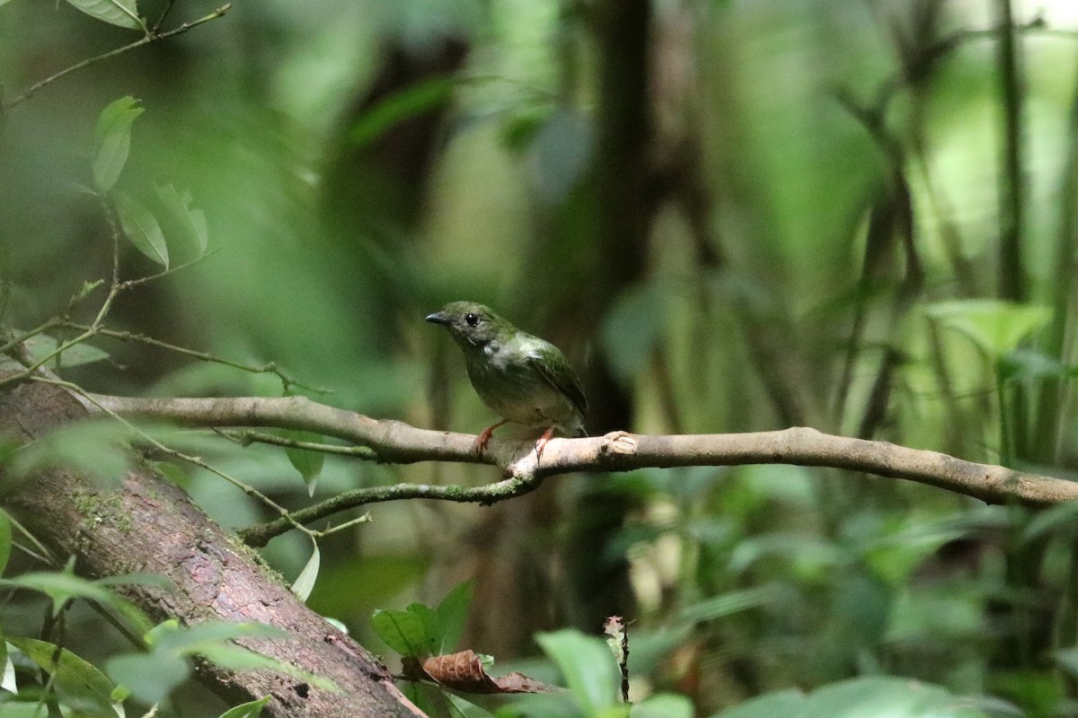 Blue-backed Manakin - ML637702813