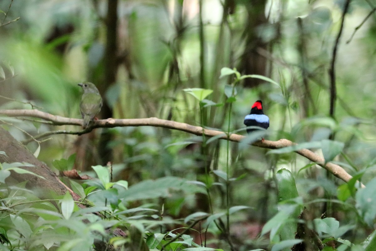 Blue-backed Manakin - ML637702814
