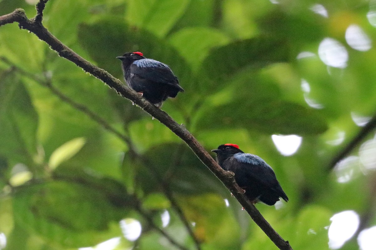 Blue-backed Manakin - ML637702815