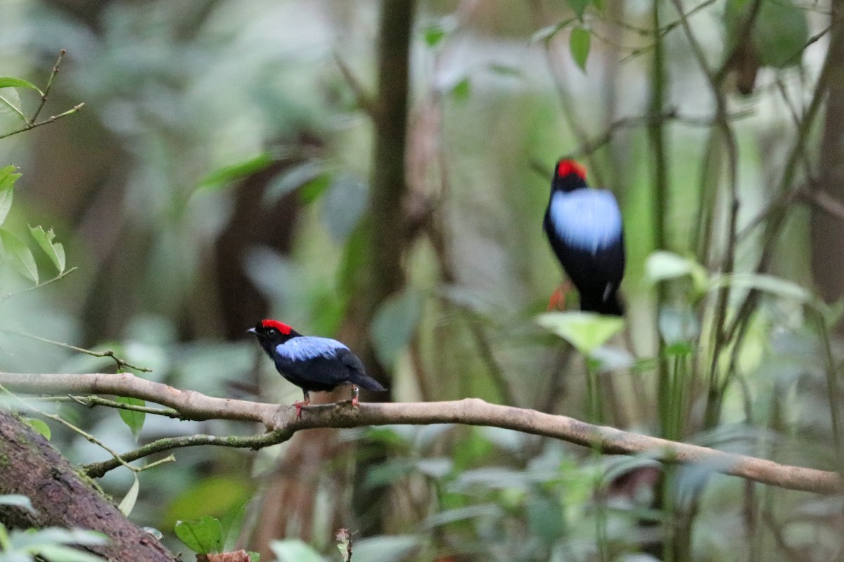 Blue-backed Manakin - ML637702816