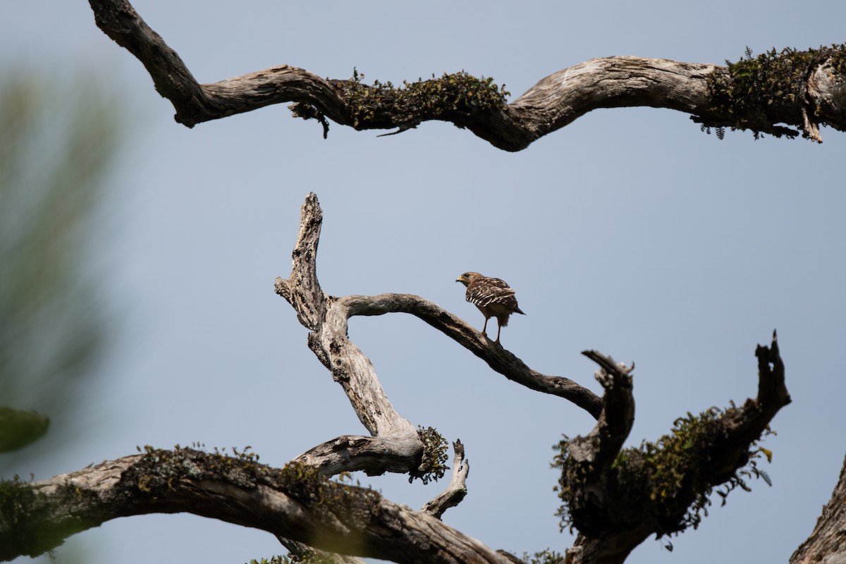Red-shouldered Hawk - ML637702820