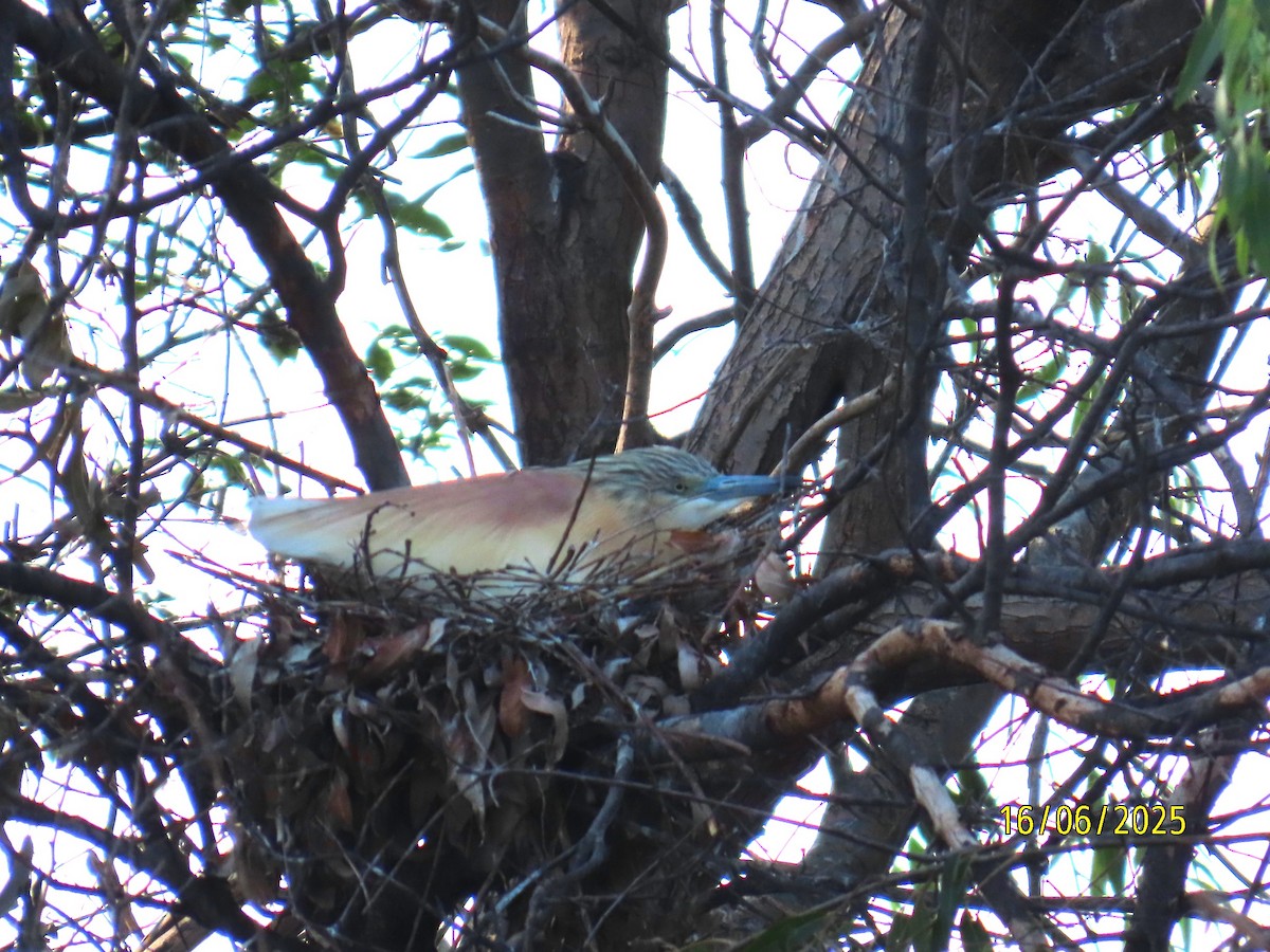 Squacco Heron - ML637702915