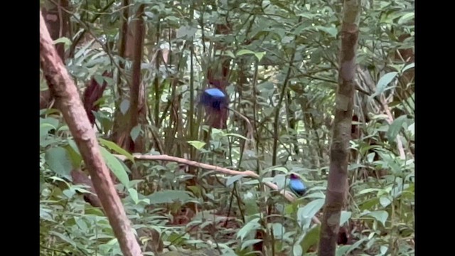 Blue-backed Manakin - ML637702921