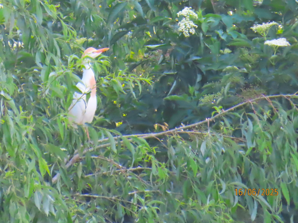 Western Cattle-Egret - ML637702927