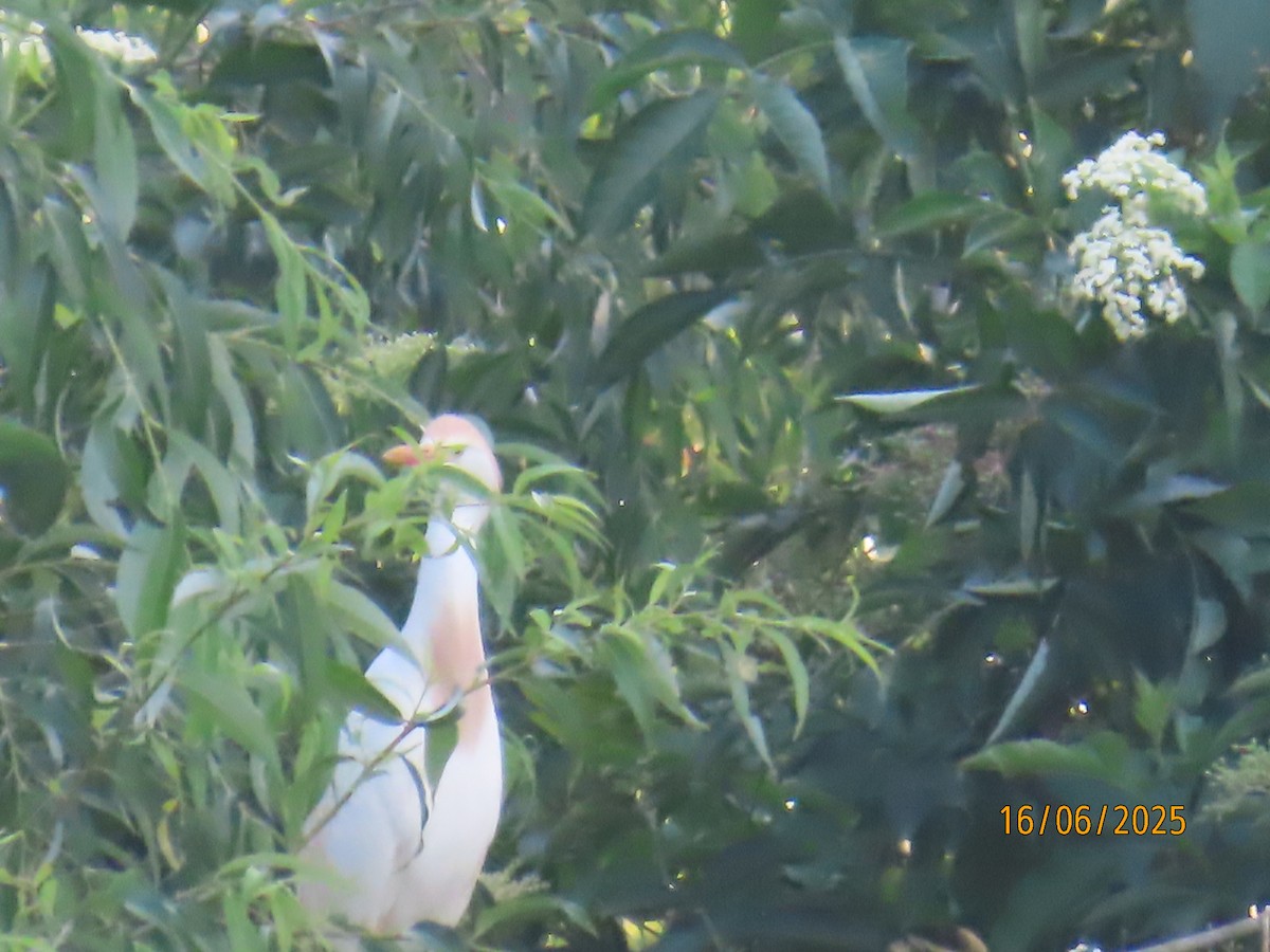Western Cattle-Egret - ML637702928