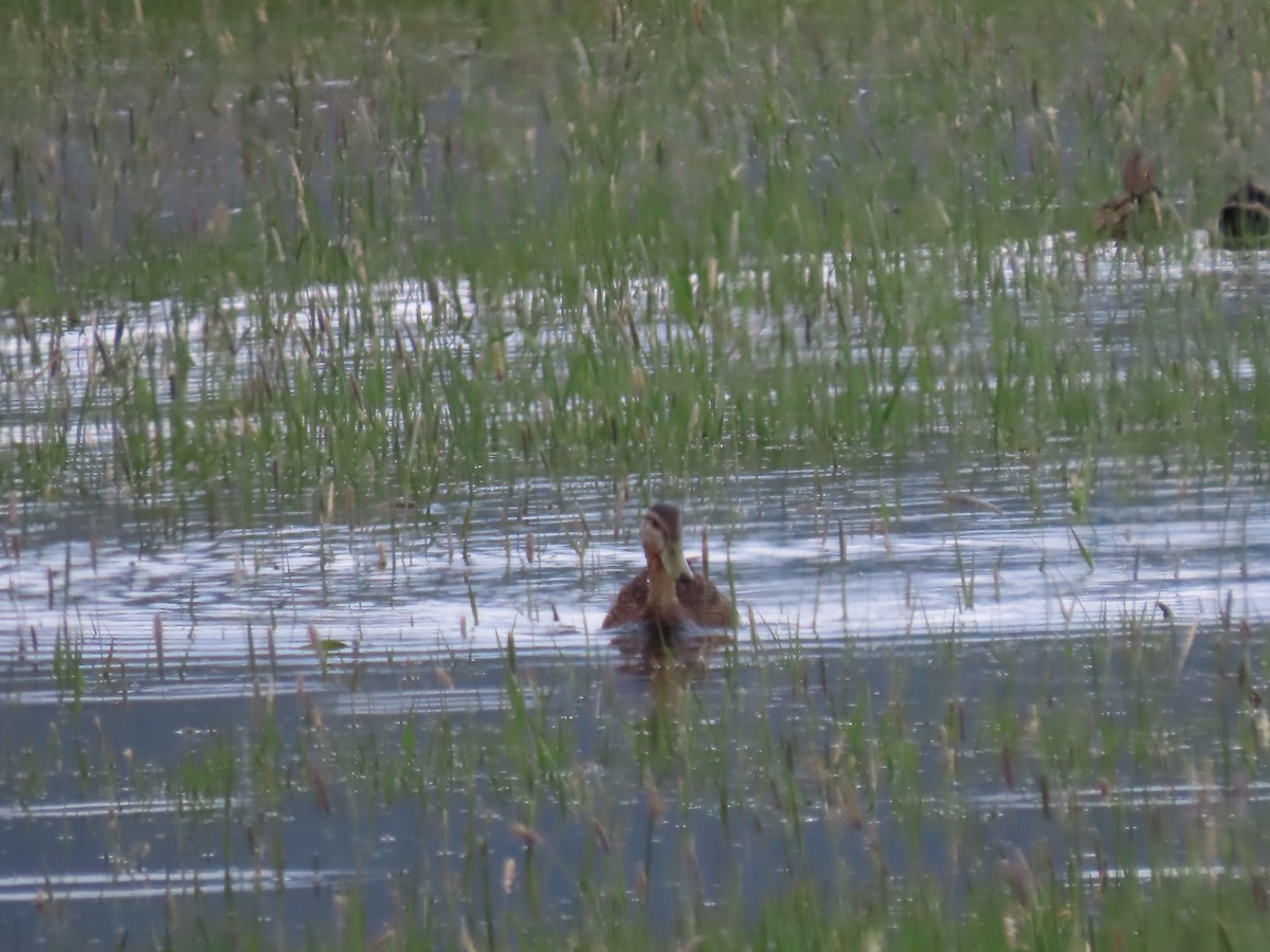 Mallard x Mexican Duck (hybrid) - Kieran Schnitzspahn