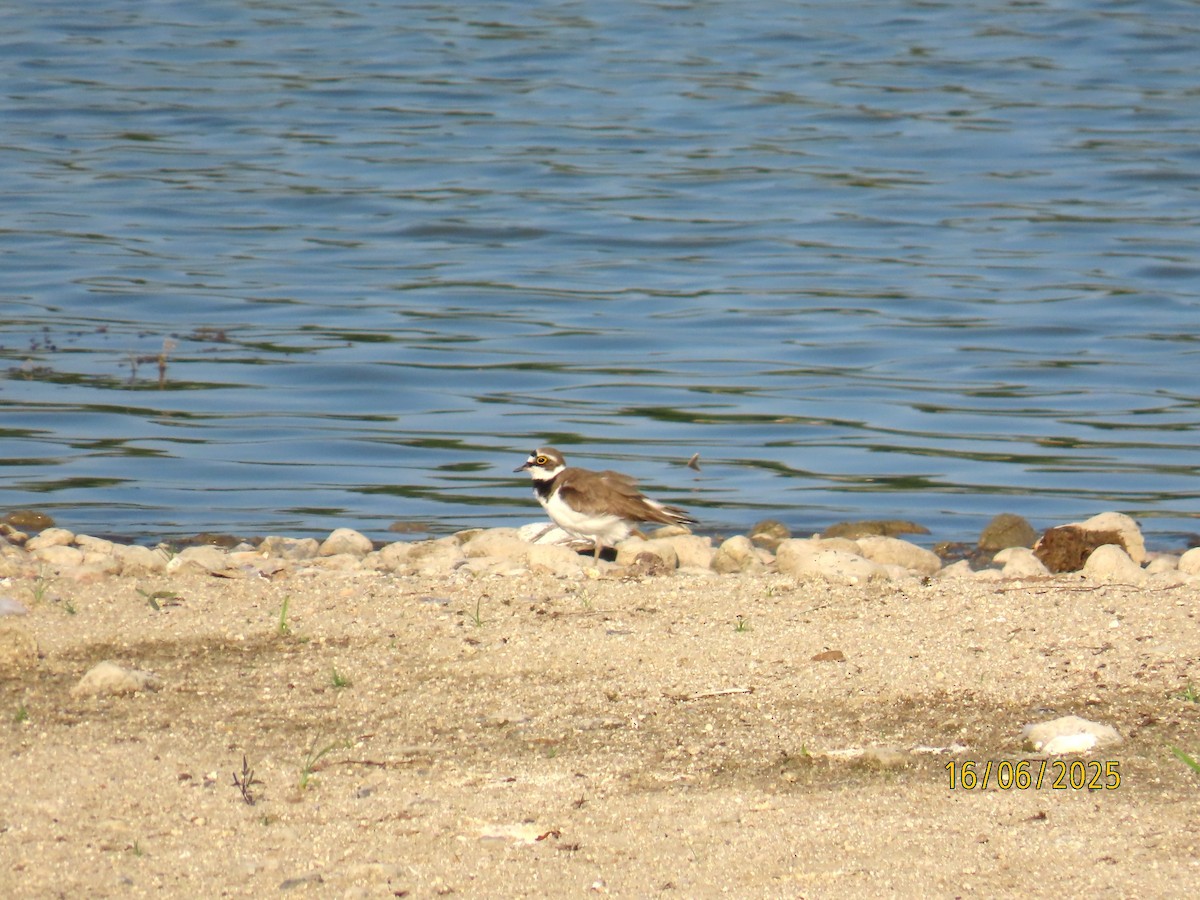 Little Ringed Plover - ML637702974