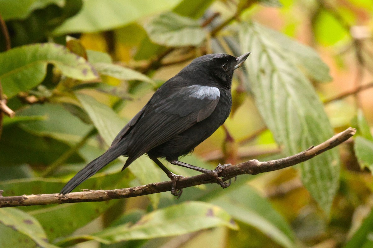 Glossy Flowerpiercer - ML637703022