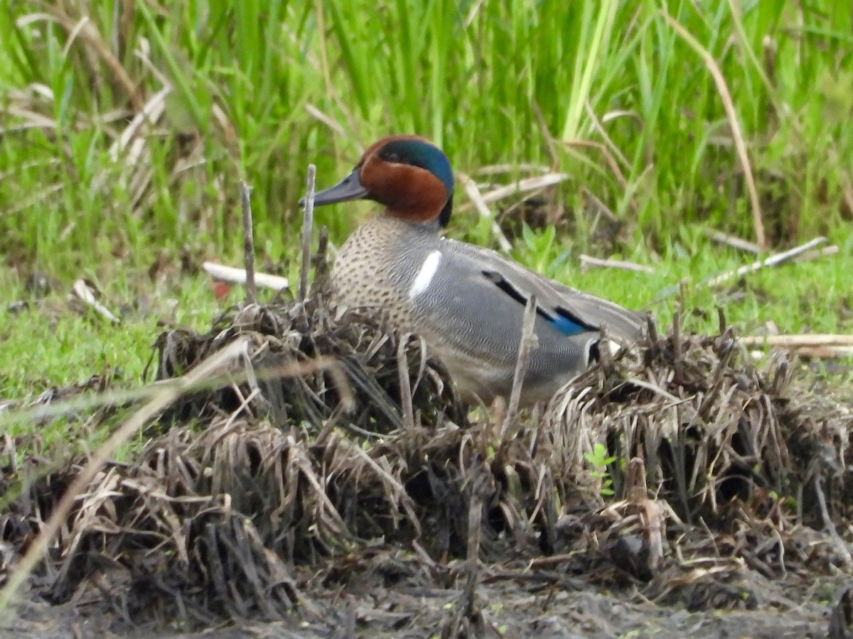 Green-winged Teal - ML637703038