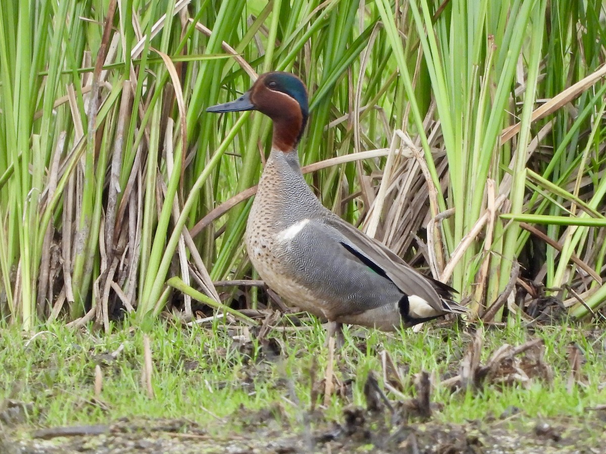 Green-winged Teal - ML637703039