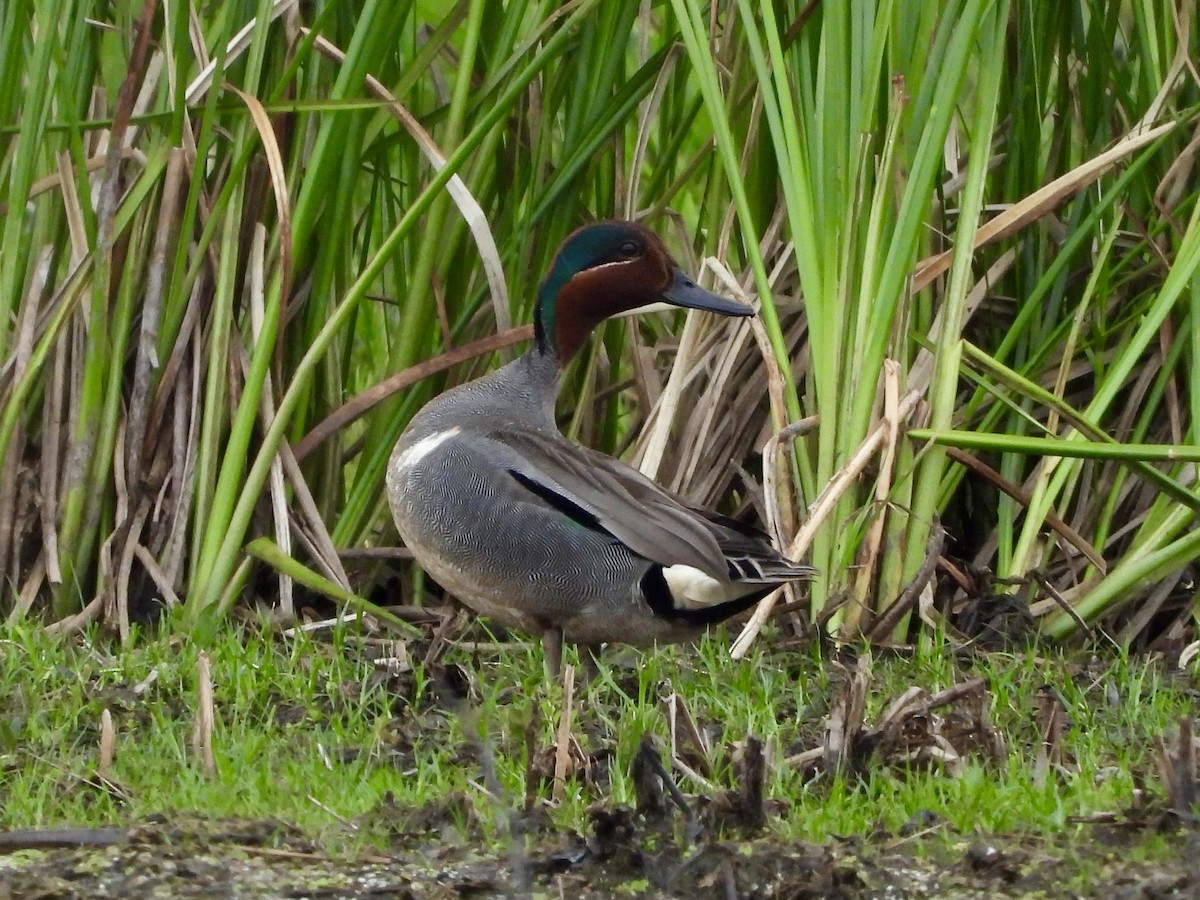 Green-winged Teal - ML637703040
