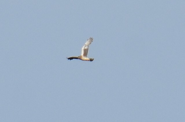 Hen Harrier - ML637703201