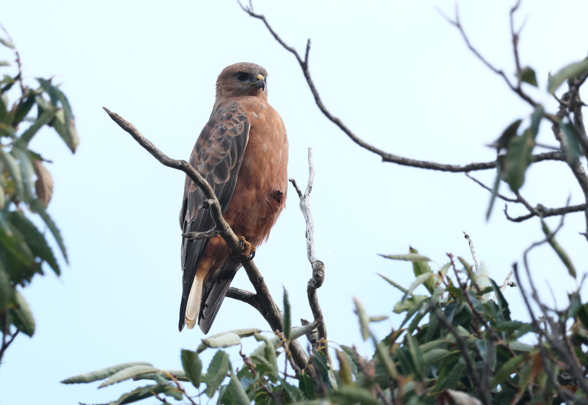 Elgin Buzzard (undescribed form) - ML637703203