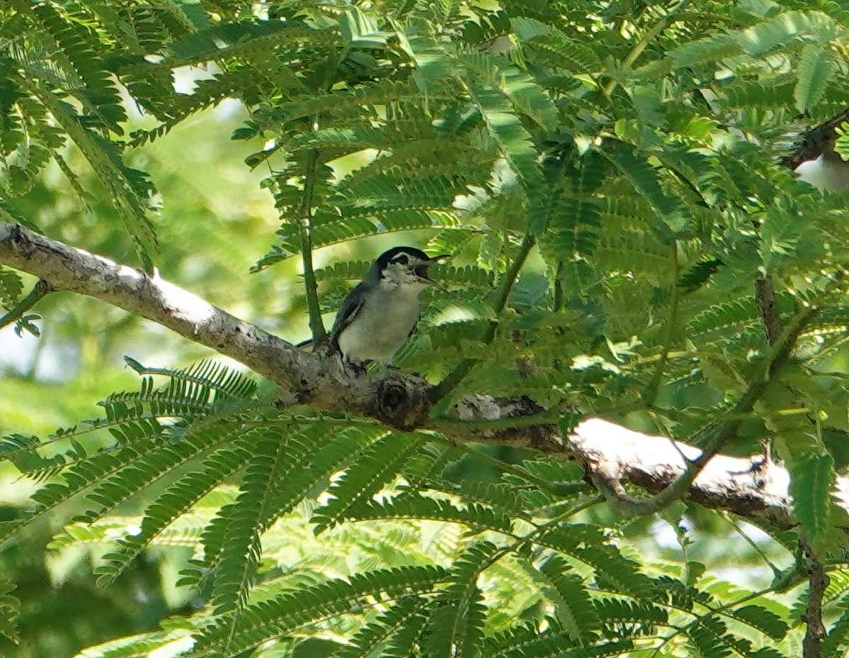 White-browed Gnatcatcher - ML637703209