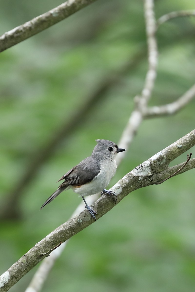 Tufted Titmouse - ML637703221
