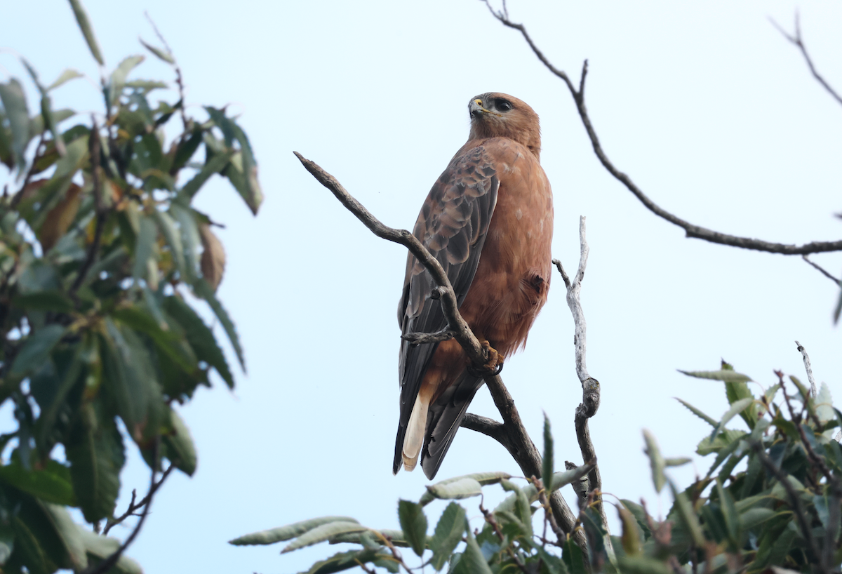 Elgin Buzzard (undescribed form) - ML637703222