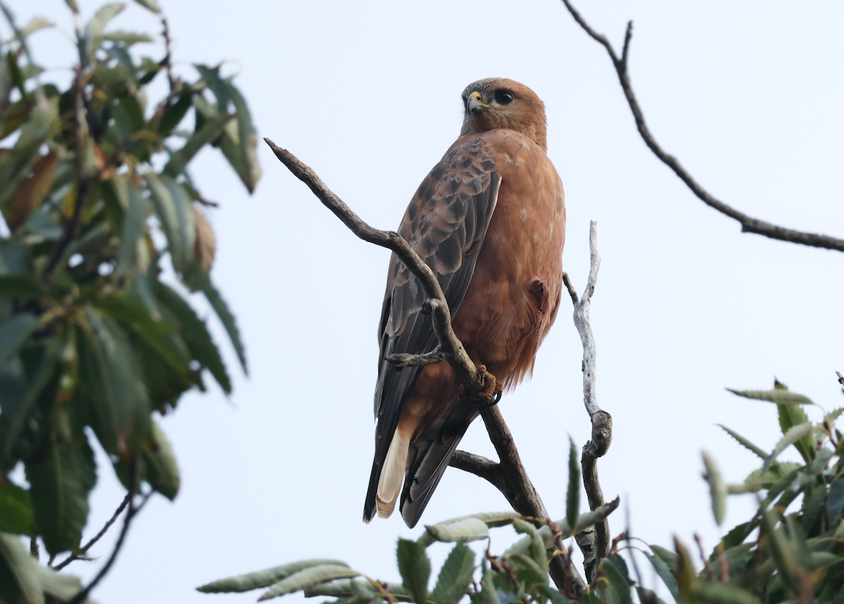Elgin Buzzard (undescribed form) - ML637703243