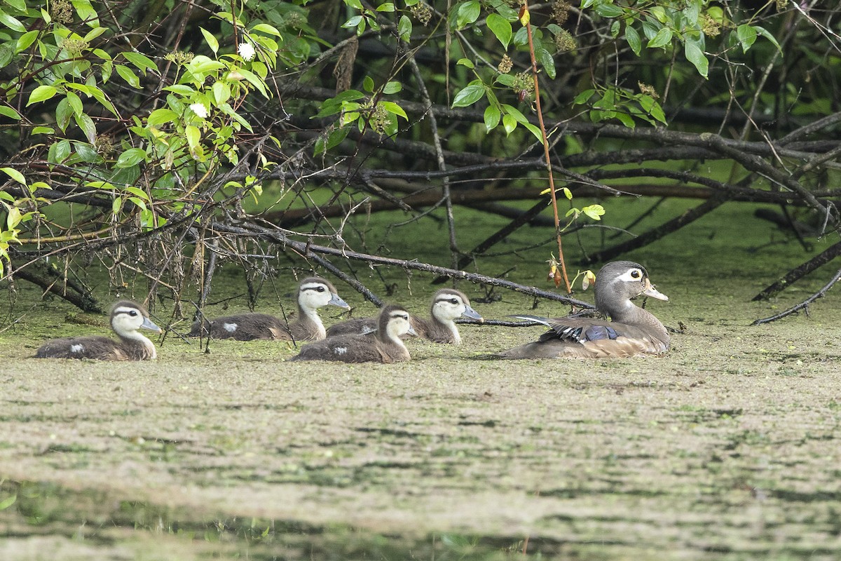 Wood Duck - ML637703251