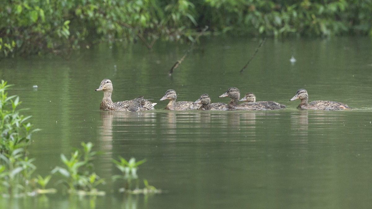 Mallard - ML637703270
