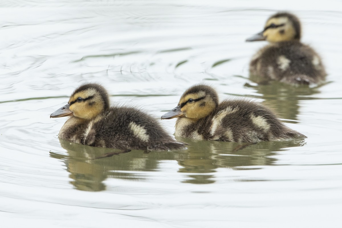 Mallard - ML637703276
