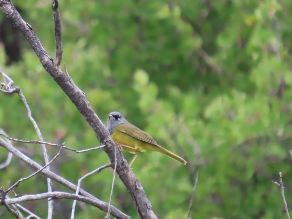 MacGillivray's Warbler - ML637703308