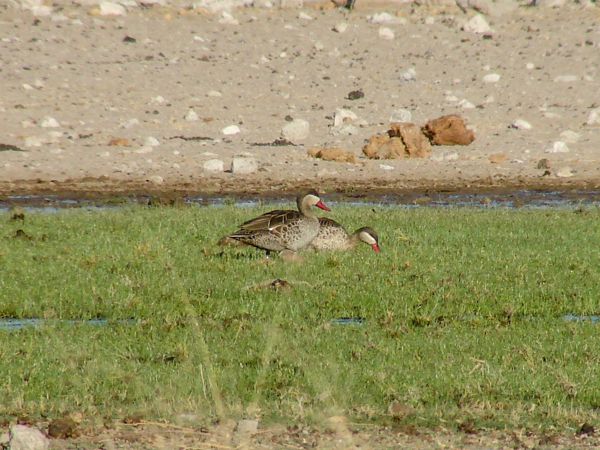 Red-billed Duck - ML637703310