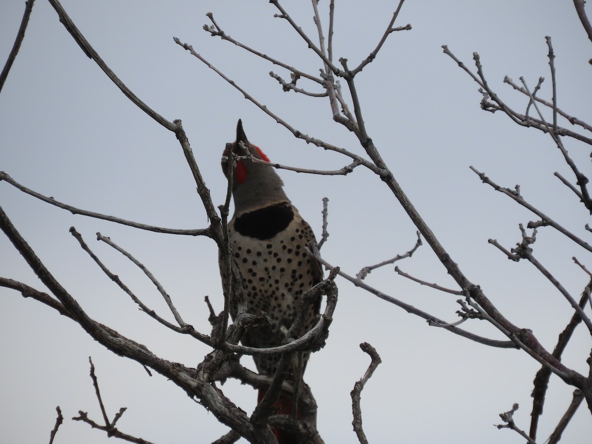 Northern Flicker (Yellow-shafted x Red-shafted) - ML637703322