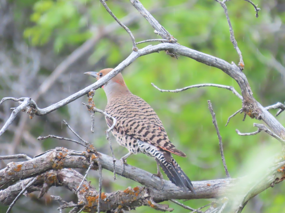 Northern Flicker (Yellow-shafted x Red-shafted) - ML637703323