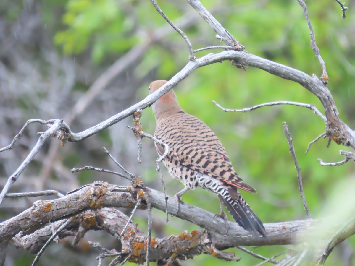Northern Flicker (Yellow-shafted x Red-shafted) - ML637703324