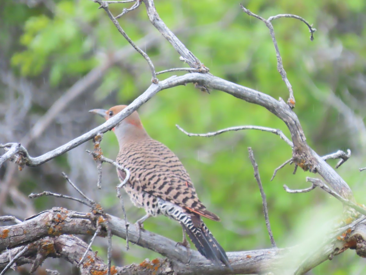 Northern Flicker (Yellow-shafted x Red-shafted) - ML637703325