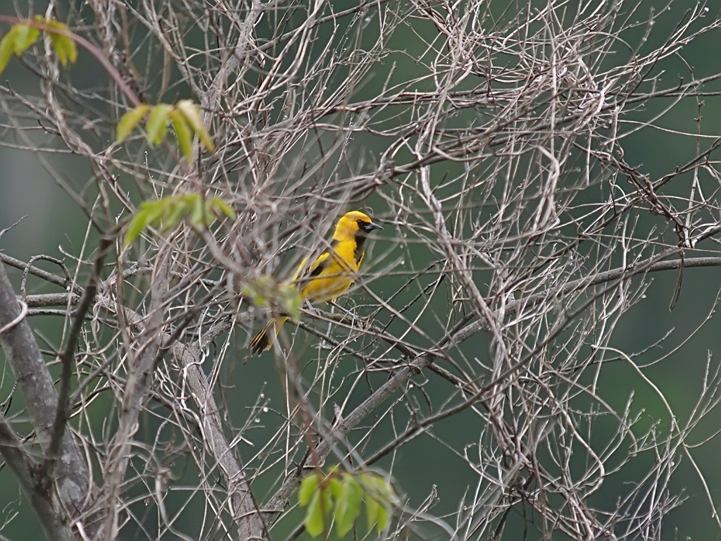 Yellow-tailed Oriole - ML637703331