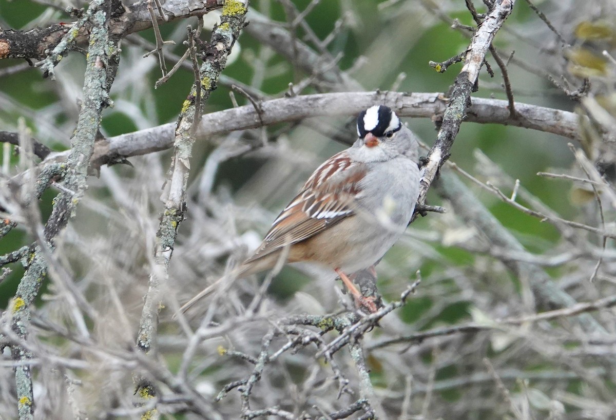 White-crowned Sparrow - ML637703332