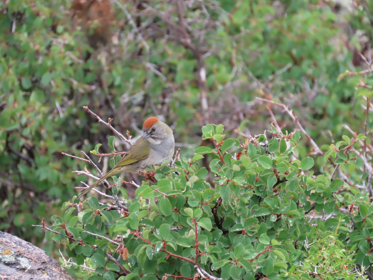 Green-tailed Towhee - ML637703335
