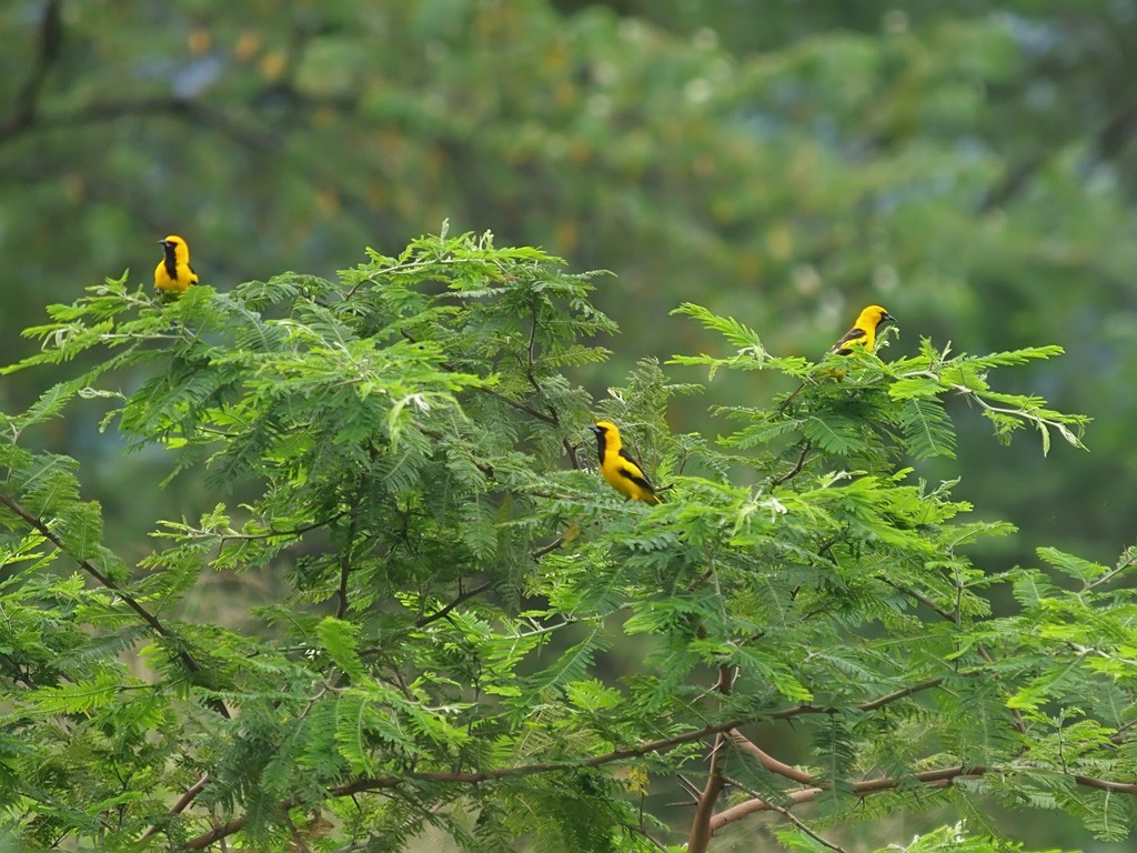 Yellow-tailed Oriole - ML637703336