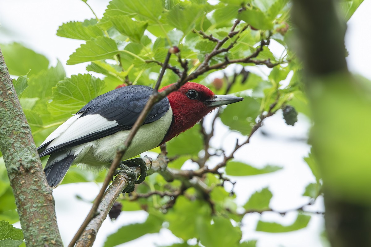 Red-headed Woodpecker - ML637703339